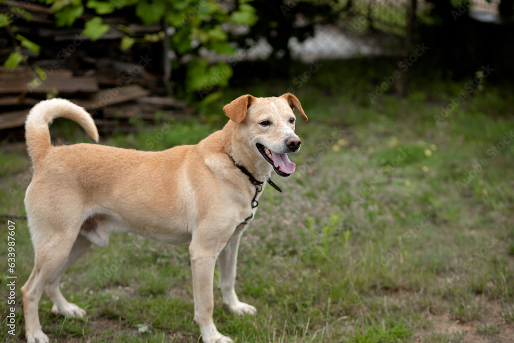 Photo of a dog frolicking in the yard