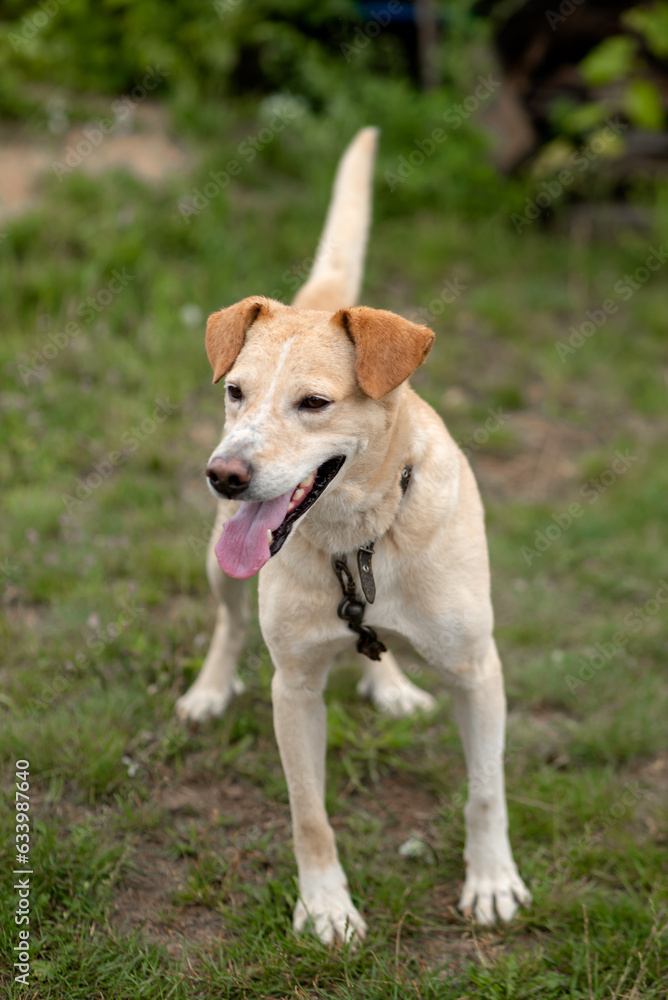 Photo of a dog frolicking in the yard