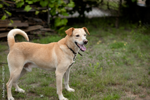 Photo of a dog frolicking in the yard