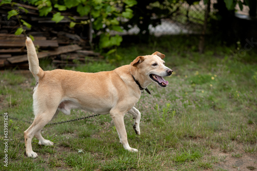 Photo of a dog frolicking in the yard