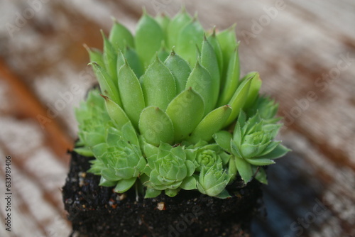 Sempervivum calcareum Bicolor Rojnik wapienny