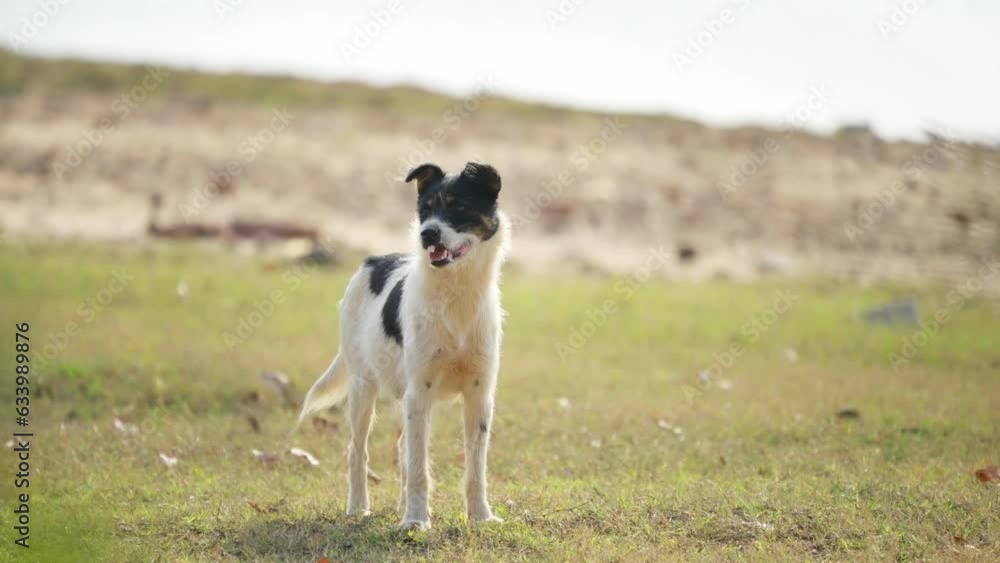 Collie, dog Collie, dog