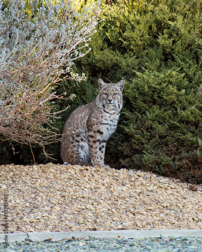 cat in the garden