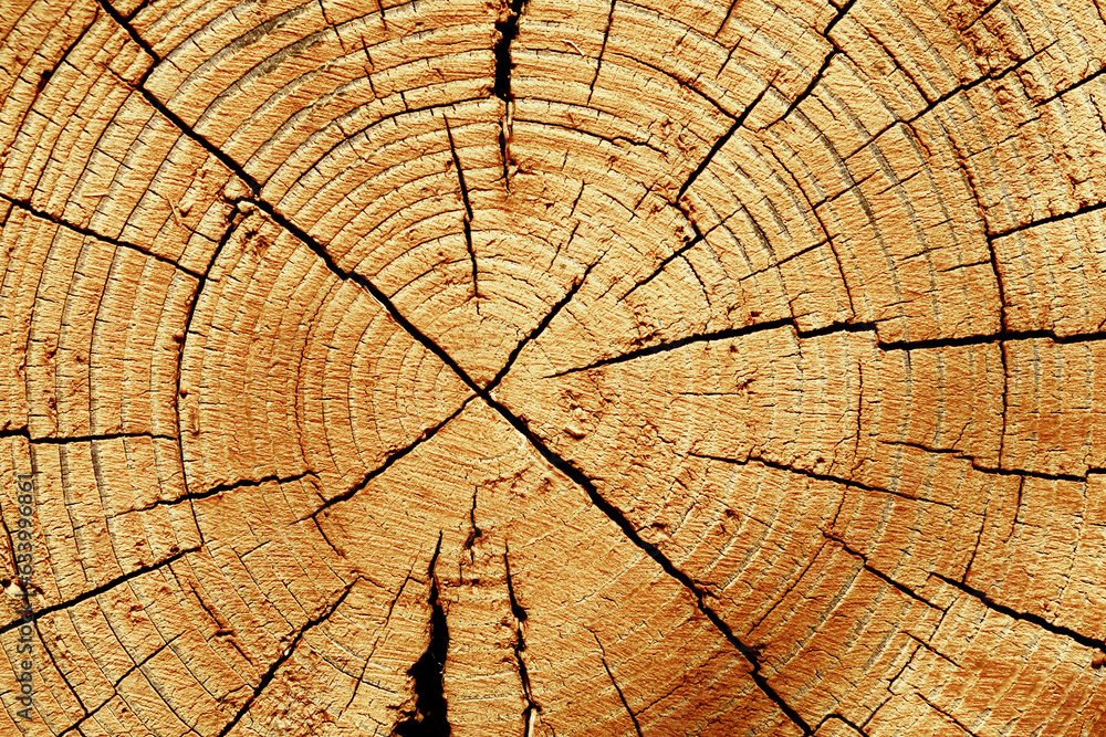 Wooden old rings texture natural background, round shape of wood timber with cracks as natural pattern, abstract nature. Wooden aesthetic texture fon, design element, nature gradient color