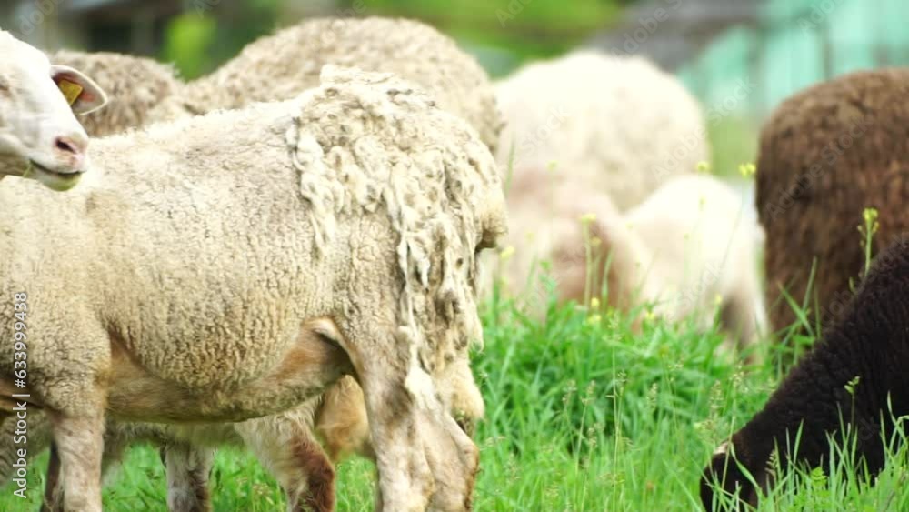 Flock of sheep grazing in a verdant green summer field. Few black, brown and white sheep are eating grass in a meadow. woolly lambs roam together, animals produced for meat. Rural village farming Flock of sheep grazing in a verdant green summer field. Few black, brown and white sheep are eating grass in a meadow. woolly lambs roam together, animals produced for meat. Rural village farming