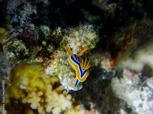 Macro of Nudibranch on a Coral Reef