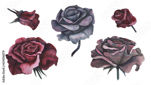 Dark gothic red rose with magical texture isolated on white background. Watercolor hand drawn botanical sketch iIllustration. Art for design mystical halloween witch decoration, scary greeting card