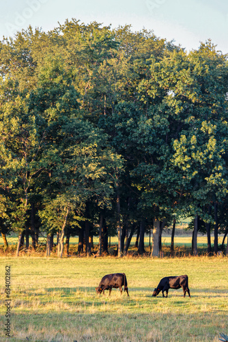 A peaceful scene of two cows grazing in a lush green field with trees in the background. Shipshewana, Indiana, USA photo