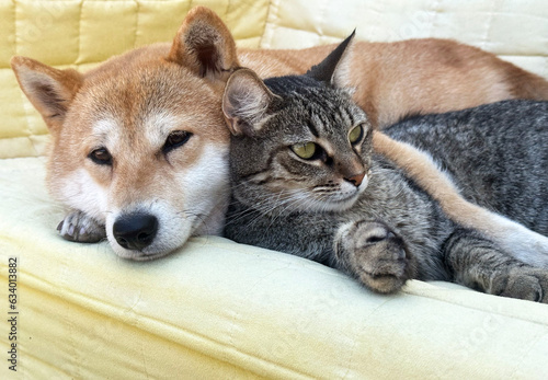 Shiba Inu puppy and his friend striped kitten 
