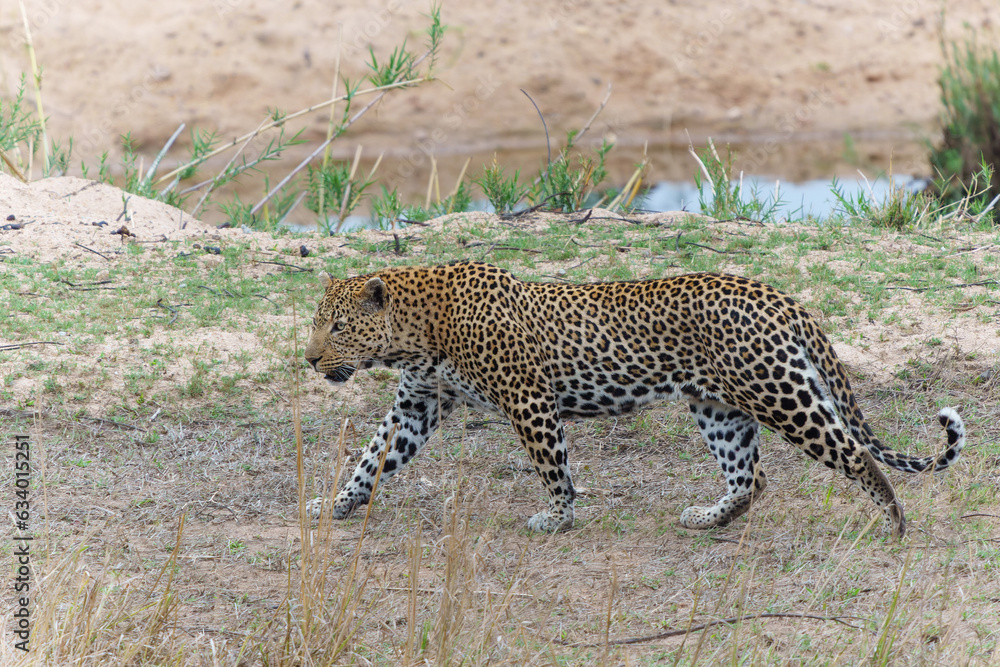 Obraz premium Leopard male walking around the Sand River in Sabi Sands Game Reserve in the Greater Kruger Region in South Africa 