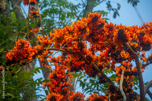 The red-orange Palash flowers have blossomed in the Palash tree. Orange flowers tree view in on midday against the sun.