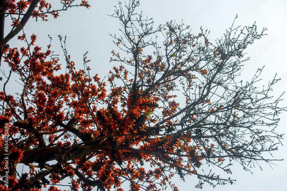 The red-orange Palash flowers have blossomed in the Palash tree. Orange flowers tree view in on midday against the sun. The red-orange Palash flowers have blossomed in the Palash tree. Orange flowers tree view in on midday against the sun.
