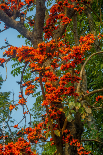 The red-orange Palash flowers have blossomed in the Palash tree. Orange flowers tree view in on midday against the sun. photo