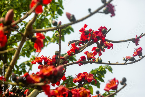 Beautiful fire-red gorgeous flowers blooming on the branches of Shimul or Red silk-cotton tree. Red flowers view in on against green tree leaves. photo