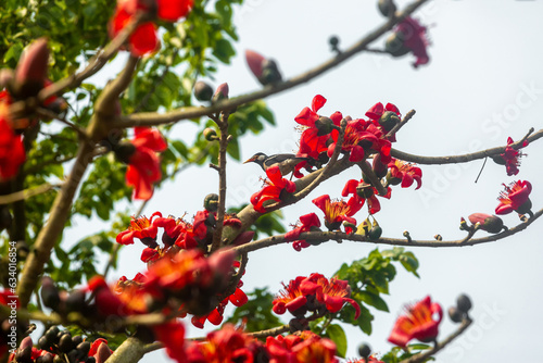 Beautiful fire-red gorgeous flowers blooming on the branches of Shimul or Red silk-cotton tree. Red flowers view in on against green tree leaves.