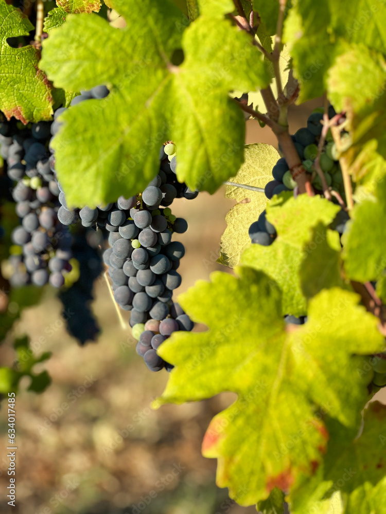 close view of grapes in a vineyard in summer season