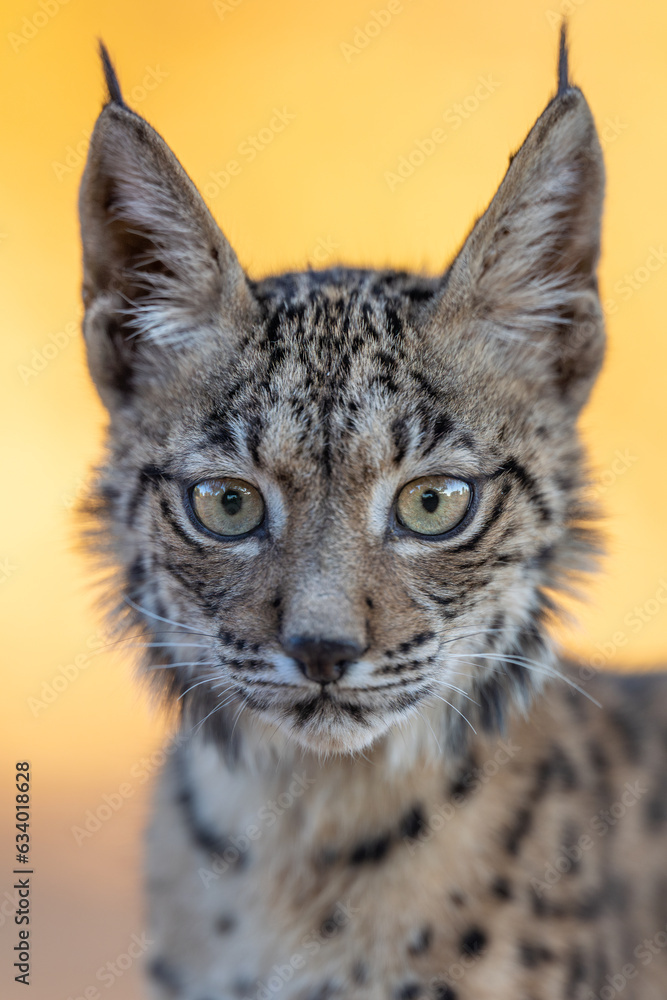 Cachorro de lince ibérico tratando de ver quién se esconde detrás del cristal espía del hide. Cachorro de lince ibérico tratando de ver quién se esconde detrás del cristal espía del hide.