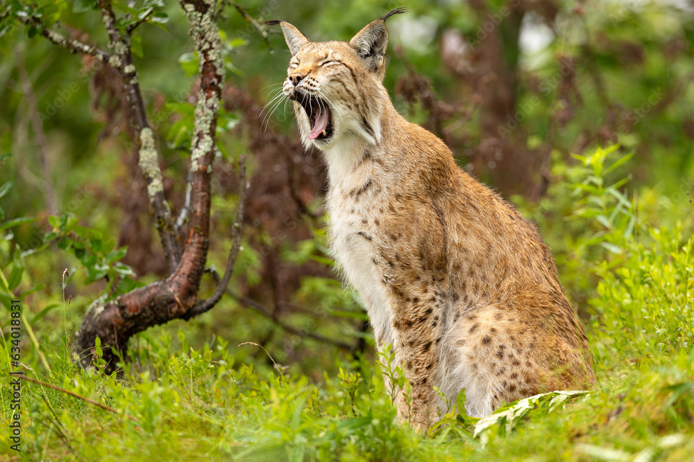 Lynx yawning or roaring in the forest Lynx yawning or roaring in the forest