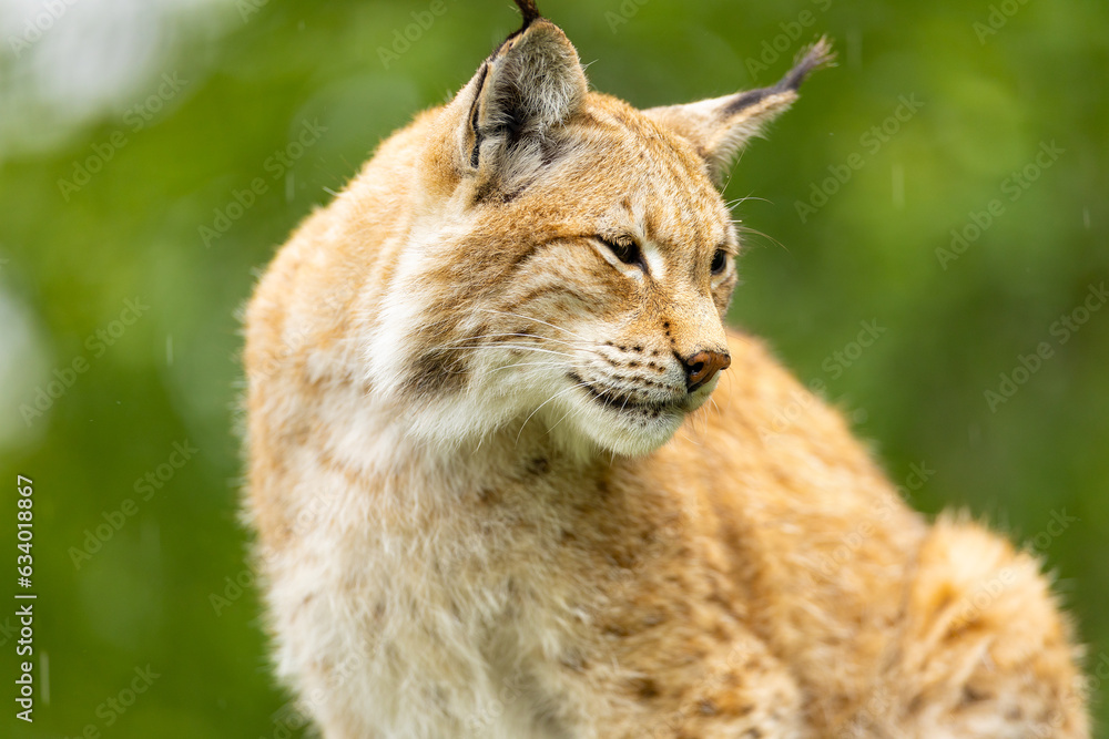 Obraz premium Wet lynx resting in the greenery a rainy day