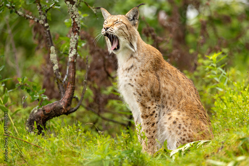 Lynx yawning or roaring in the forest © kjekol