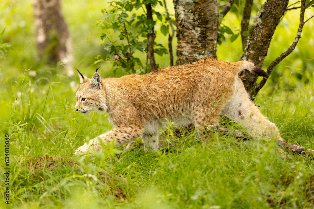 Eurasian lynx walking quiet in a grassy forest Eurasian lynx walking quiet in a grassy forest