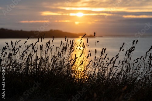 Plante en bord de mer - Belle-Ile