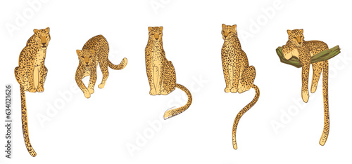 Set of hand drawn leopards. Vector illustration.