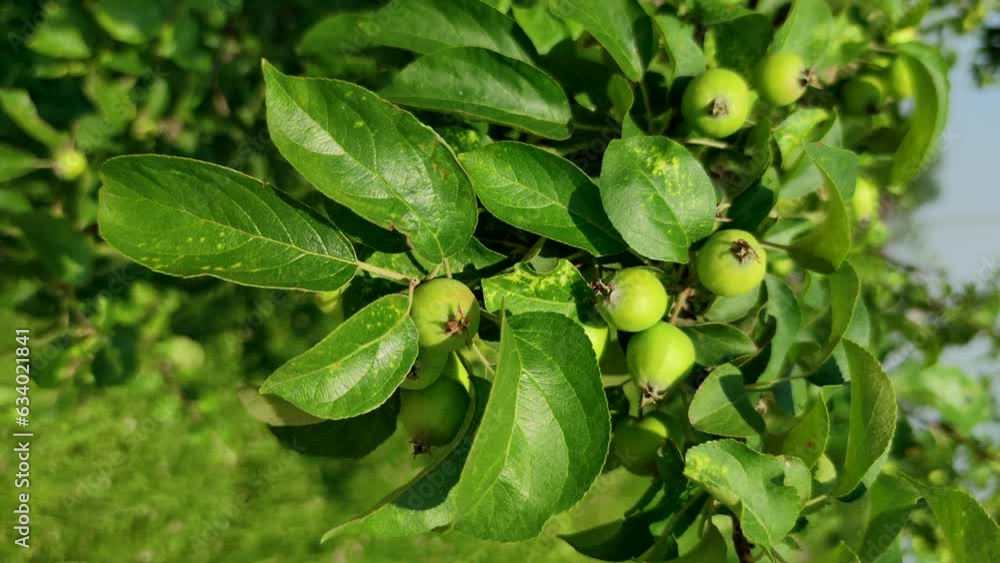 Group of small unripe green apples hangs on swaying tree branch in a sunny summer day. Soft focus. Close-up view. Real time vertical video. Organic food theme. Group of small unripe green apples hangs on swaying tree branch in a sunny summer day. Soft focus. Close-up view. Real time vertical video. Organic food theme.