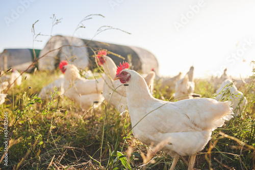 Quadro su tela Nature, chicken farm in field and coup in green countryside, free range agriculture and sunshine