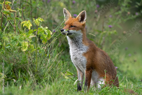 Red Fox (Vulpes vulpes) peering through thick foliage © davemhuntphoto