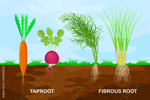 Taproot and fibrous root example comparison. Plant part with main large central root and thin branching system.Plants with different types of root systems.Plants with root structure below ground level photo
