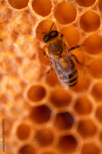 Fototapeta Naklejka Na Ścianę i Meble -   working bee working on beautiful  natural honeycombs in hive. close up