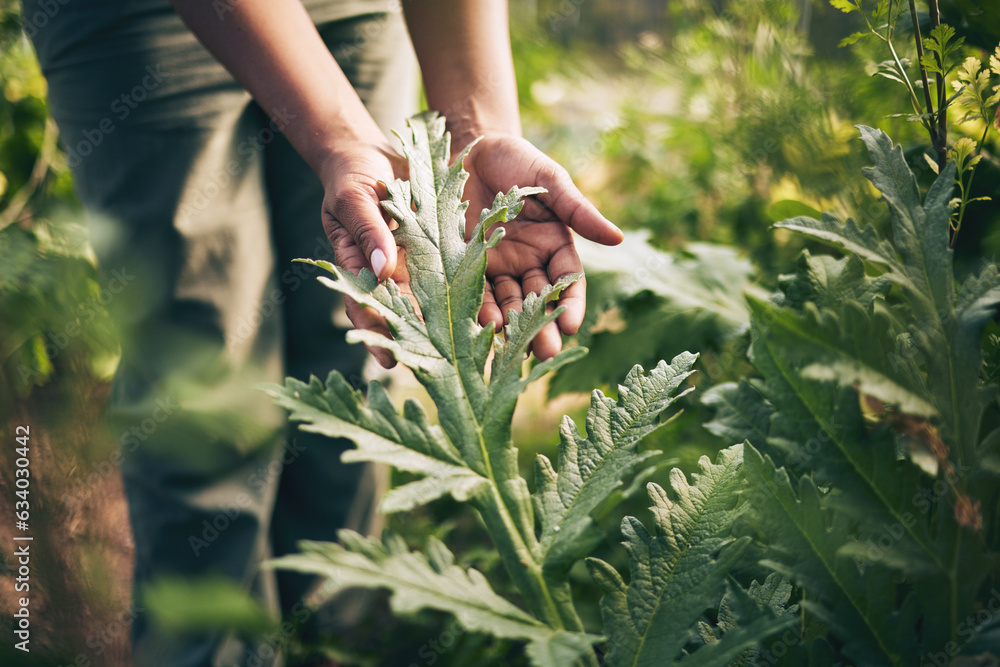 Plant, agriculture and farm with hands of person for environment, sustainability and nature. Soil, leaf and gardening with closeup of farmer in countryside field for ecology, organic and growth Plant, agriculture and farm with hands of person for environment, sustainability and nature. Soil, leaf and gardening with closeup of farmer in countryside field for ecology, organic and growth