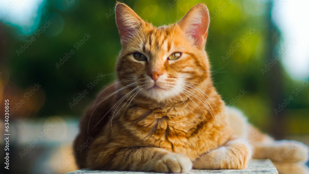 Fototapeta premium Portrait de Creespy le chat roux, posant sur une clôture 