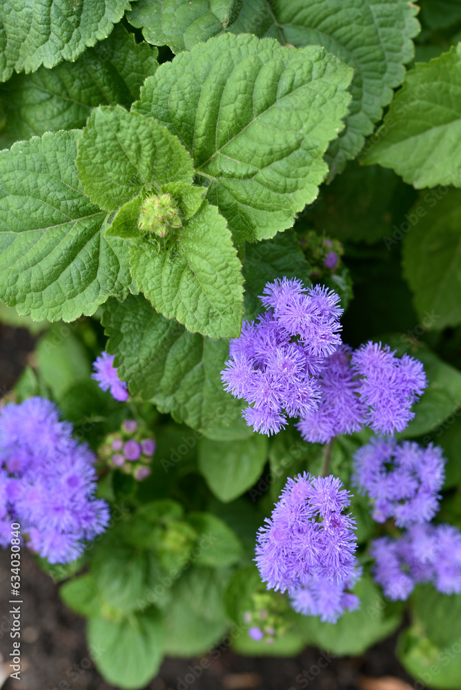 Purple flowers in the summer garden. Bush Ageratum conyzoides. Small ageratum flowers. Purple flowers in the summer garden. Bush Ageratum conyzoides. Small ageratum flowers.