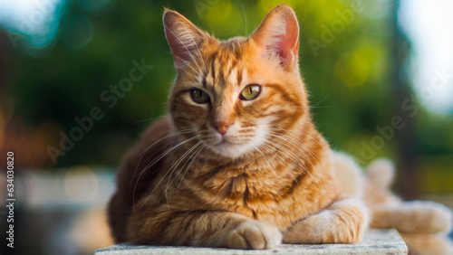 Portrait de Creespy le chat roux, posant sur une clôture  © Anthony