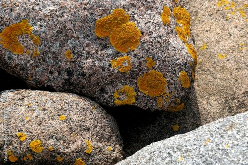 Yellow moss grows on rocks. Yellow fungus cyanobacteria, moss and crustacean lichen on the big stones. Stone surface and texture.