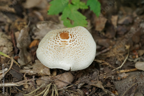 Closeup on a fresh emerging Stinking Dapperling mushroom, Lepiota cristata photo
