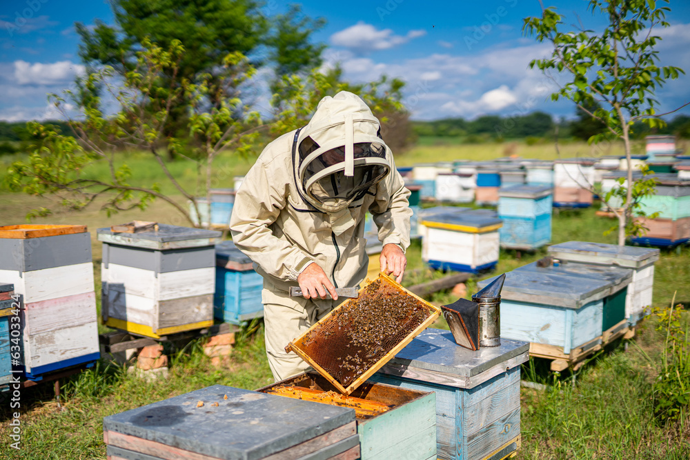 A beekeeper inspecting a beehive in a protective suit. A man in a bee suit inspecting a beehive A beekeeper inspecting a beehive in a protective suit. A man in a bee suit inspecting a beehive