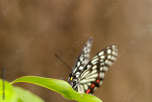 森の青葉の上で羽を畳んで静止するアサギマダラ蝶（マクロレンズ使用・ストロボ＋自然光・接写写真）