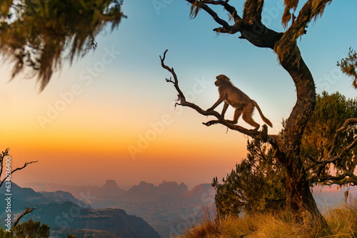 Amazing shot of a Gelada Baboons watching sunset photo