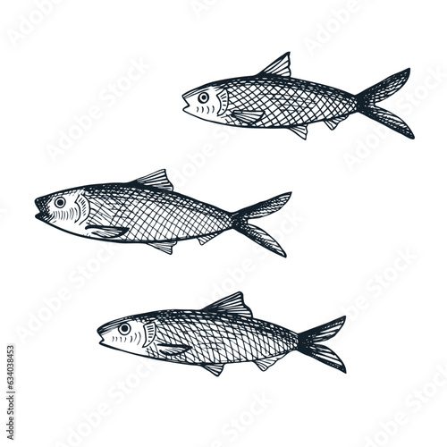 Sardine fish drawing on an isolated white background. Hand-drawn sketch with graphic pilchard, seafood, sea fishing. Design element for template, label, background, card, poster. Vector illustration