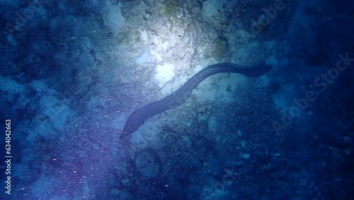 Moray Eel in the Red Sea photo