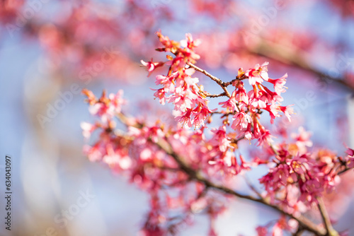 Cherry blossom (sakura) in the park, selective focus