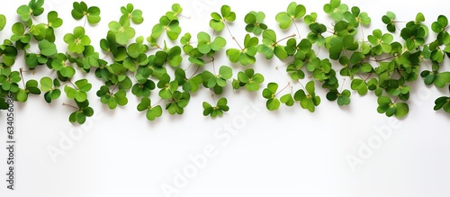 Clover leaves form a frame on a white background