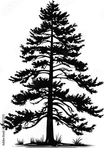tree pine silhouette, cypress evengreen vector, cedar forest wood illustration, conifer tree logo template, tattoo design, white and black drawing illustration, icon tree template.