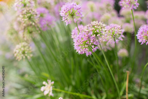 group of beautiful flowers in garden © Jayson