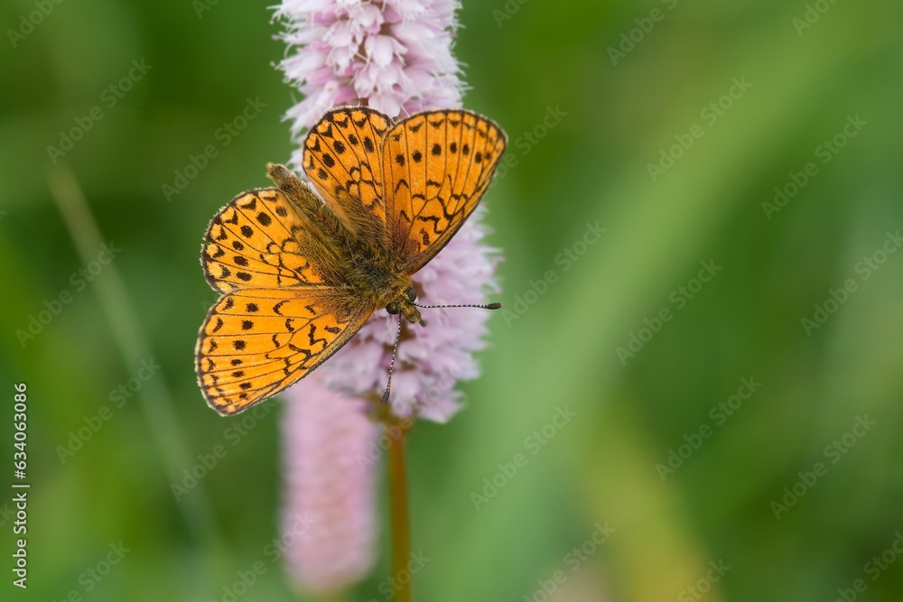 The beautiful ocellate bog fritillary sitting on a pink flower. Proclossiana eunomia The beautiful ocellate bog fritillary sitting on a pink flower. Proclossiana eunomia