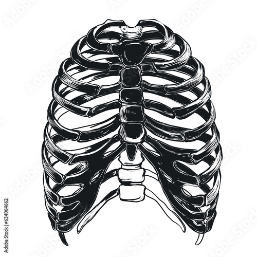 Rib cage, human thorax, skeletal ribs, sternum, black and white illustration, drawing