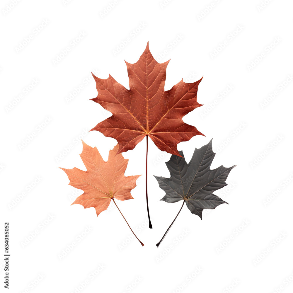 Maple leafs in three variations against black Maple leafs in three variations against black